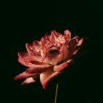 1754686901463×674557987964987900-feature