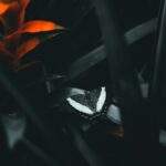 1754686901480×517576629334187460-feature