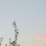 1754686901490×447607532463363260-feature